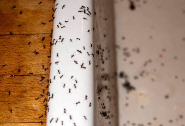 Best Pest Removal Services  in Gardere, LA